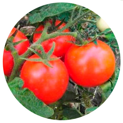 tomat skazka